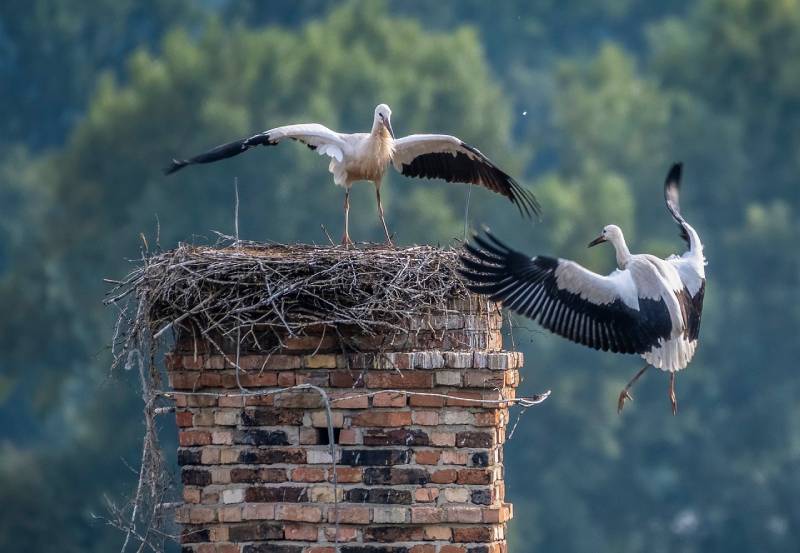 Professional Chimney Animal Removal Services in Oceanside, California