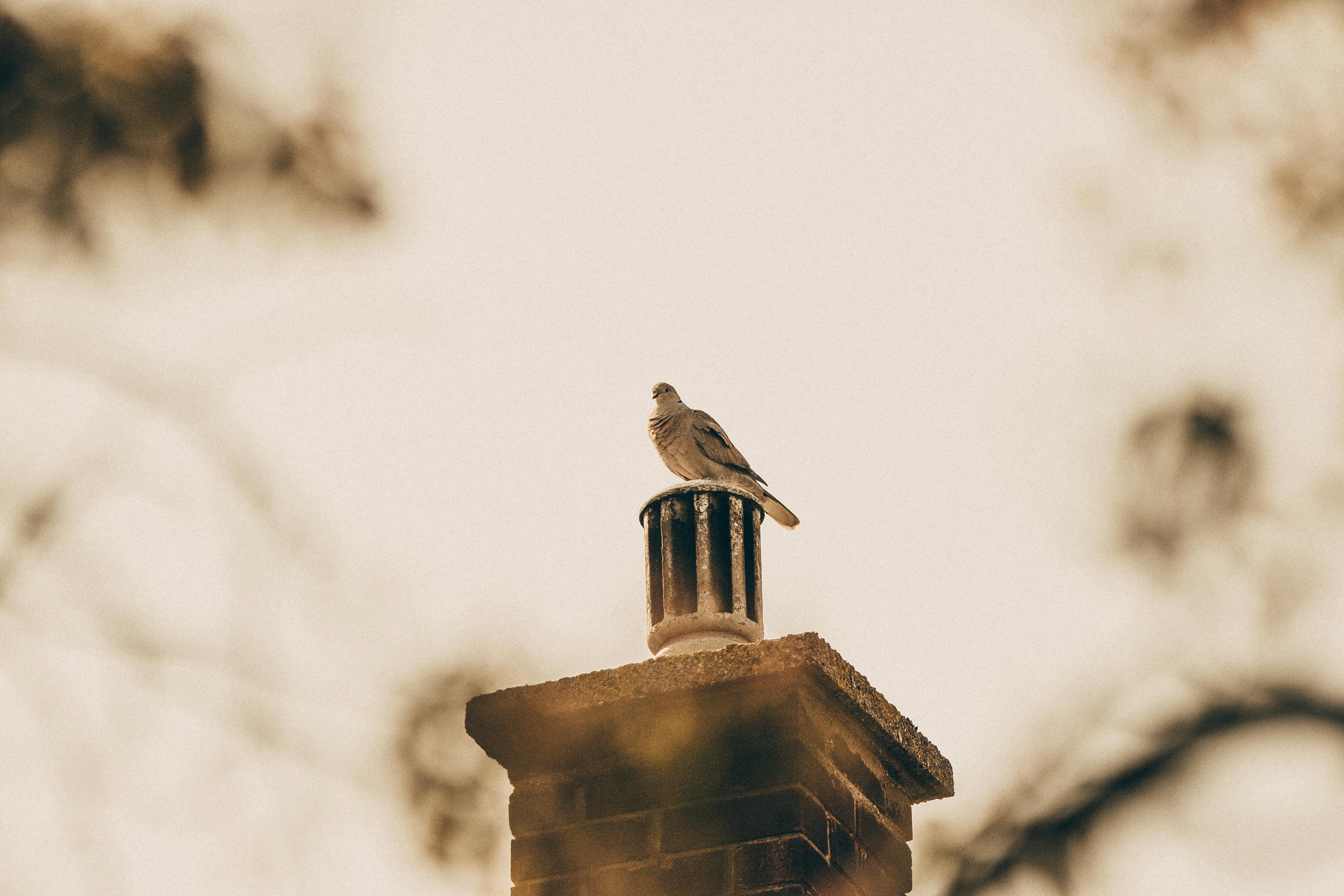 Expert Chimney Cap Installation in Oceanside, California